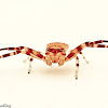 Spectacular Crab Spider