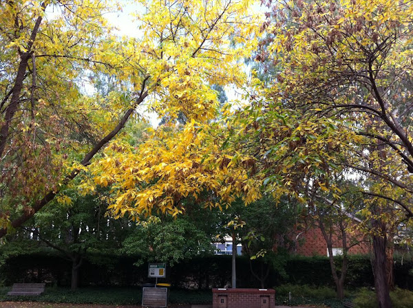 Turning Leaves by Jasmine