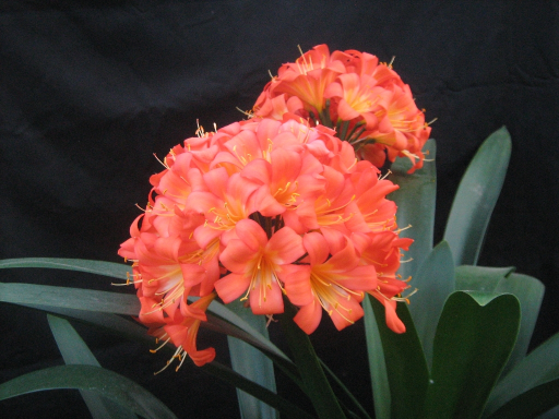 safari garden centre clivia show