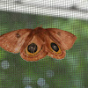 Io Moth