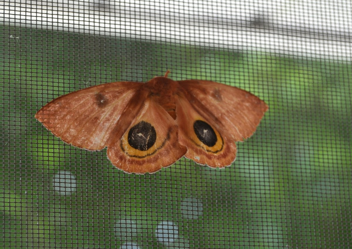 Io Moth