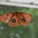 Io Moth