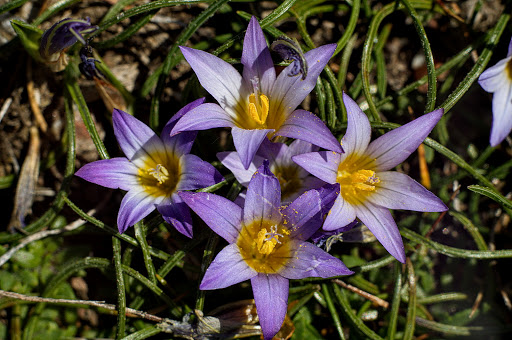 Romulea bulbocodium