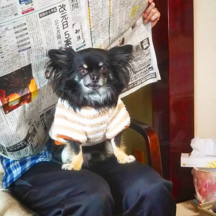 toshi_macさんが投稿したチワワ・愛犬・愛犬紹介に関するカスタム事例の投稿画像1枚目