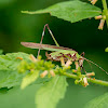 Grasshopper