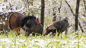 Strutting Turkeys thumbnail