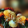 Autumn Flowers Live Wallpaper icon