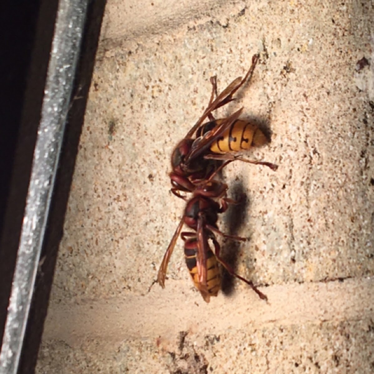 European hornet