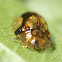 Mottled Tortoise Beetle