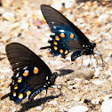 Pipevine Swallowtail