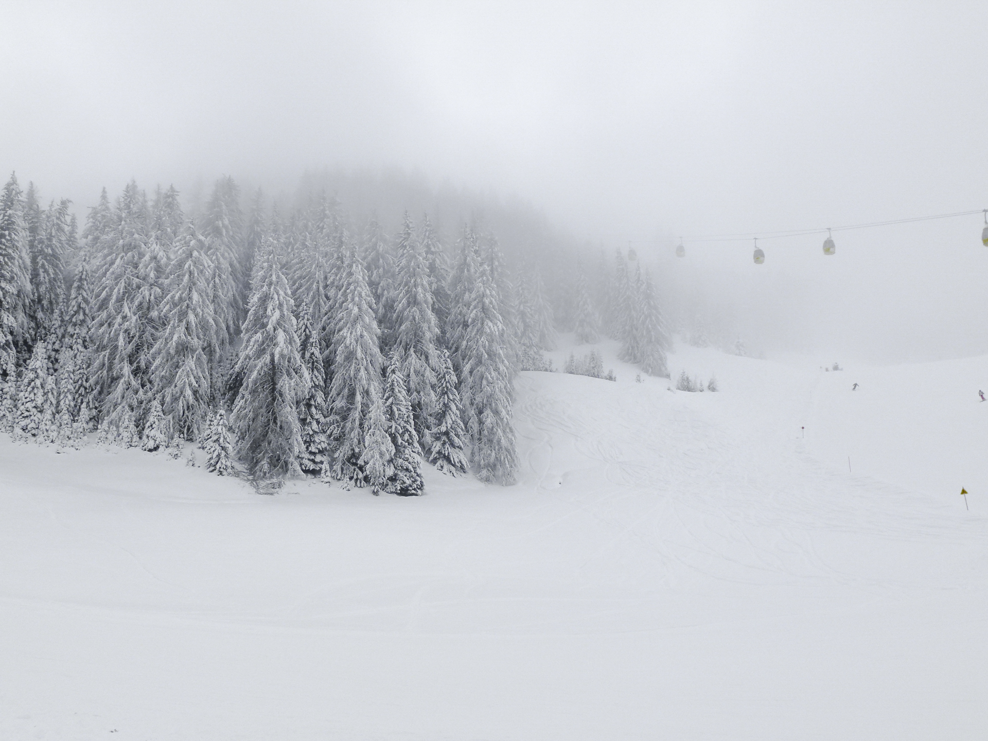 Abeti nella nebbia di Andri55