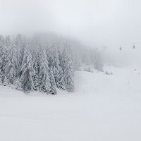 Abeti nella nebbia di 