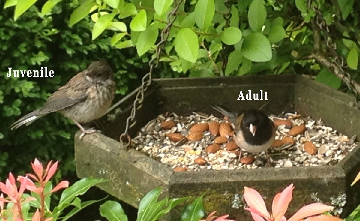 Dark-eye Junco - Oregon race