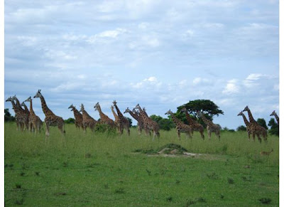  Giraffes near Murchisson Falls