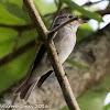 Asian Brown Flycatcher