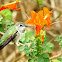 Anna's Hummingbird - female