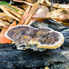 Poroid Bracket Fungus