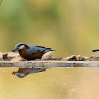 Chestnut-bellied Nuthatch