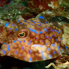 Thornback Cowfish