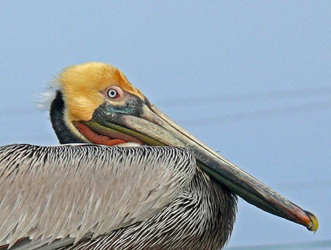 Pelican Close-up