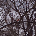 Northern Cardinal - male