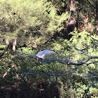 Black-crested Night Heron