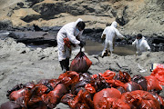 Workers clean up an oil spill caused by abnormal waves, triggered by a massive underwater volcanic eruption half a world away in Tonga, at the Peruvian beach in Ventanilla, Peru, January 18, 2022. 