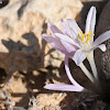 Tunicated Autumn Crocus