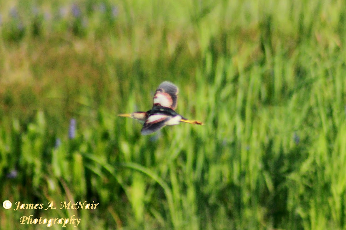 Least Bittern