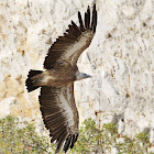 Griffon Vulture