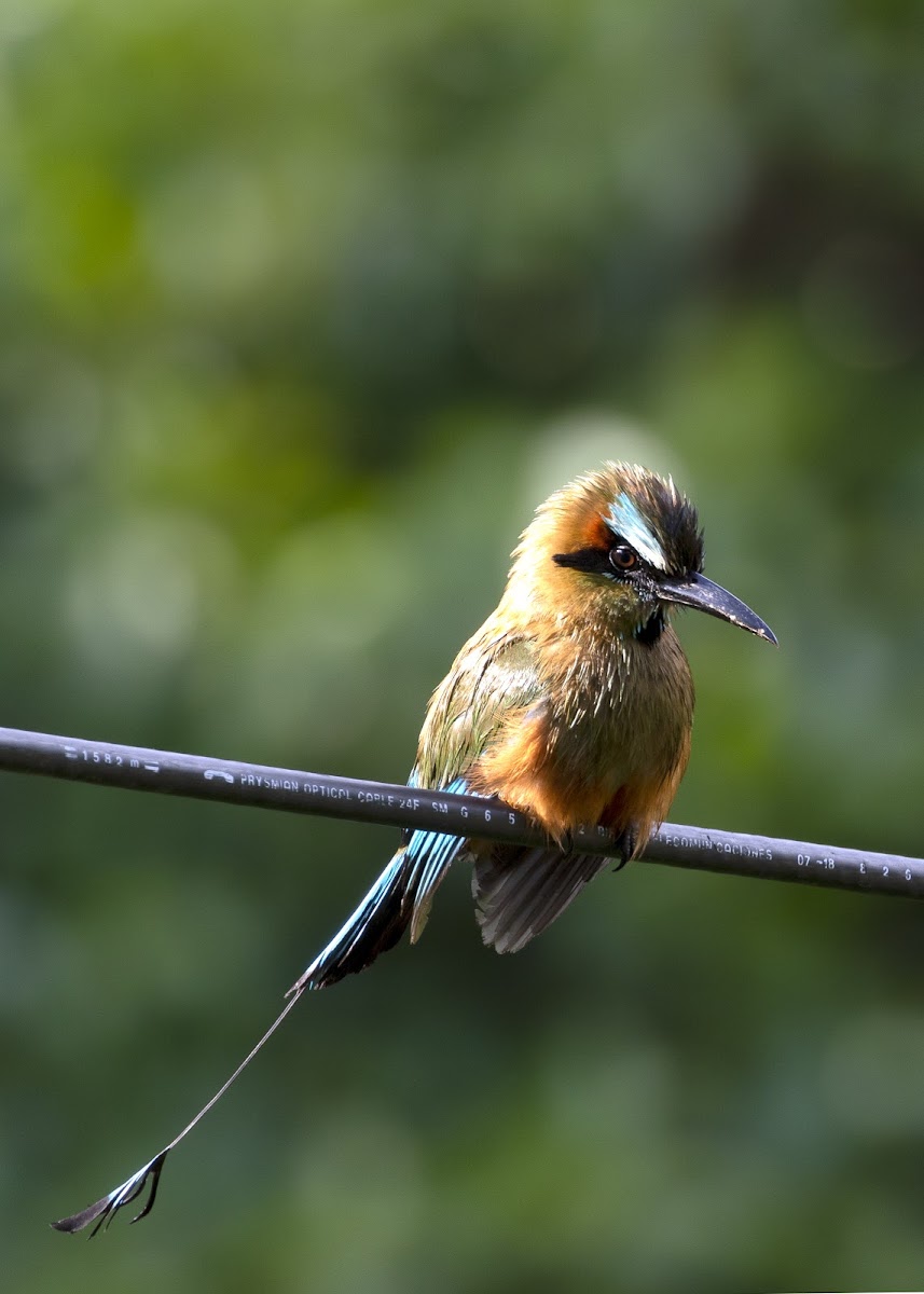 Turquoise-browed Motmot