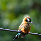 Turquoise-browed Motmot