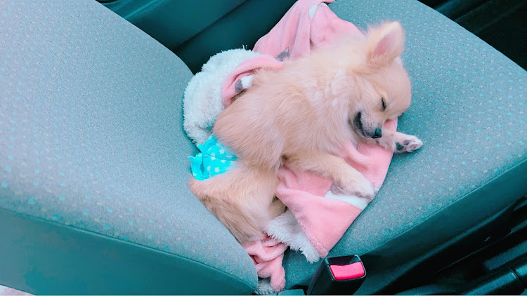 アルトバンのHA23V・納車・通勤車・ポメラニアン・犬とドライブに関するカスタム事例の投稿画像4枚目