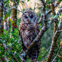 Barred Owl