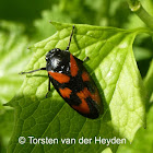 Red and black Froghopper