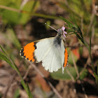 Stella Orangetip