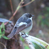 European pied flycatcher.