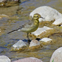 Citrine Wagtail