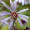 Calico Aster