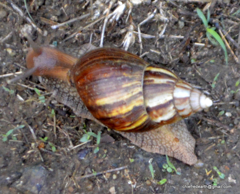 Giant African Snail