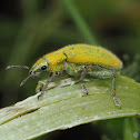 Gold Dust Weevil