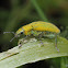 Gold Dust Weevil