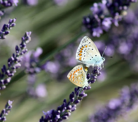 Butterflies di danielasmerieri