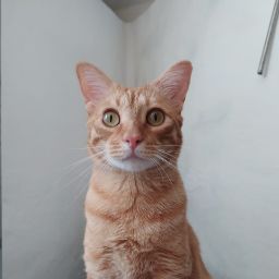 miguel angel salgado rios