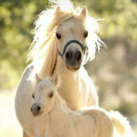 white little horse