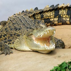 crocodylus73