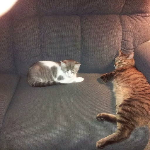Image pertaining to BOB BASH