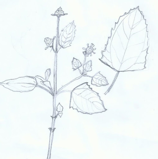 Image pertaining to NATURAL COM VC