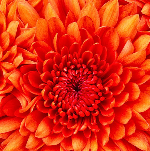 riana anggraini profile icon