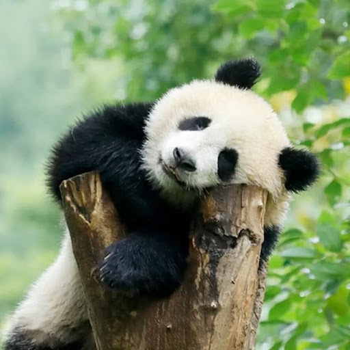 Image pertaining to LIANXIANG CUI